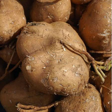 <p>Jicama</p>