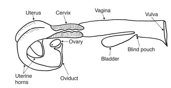 <p>Oviducts (Female)</p>