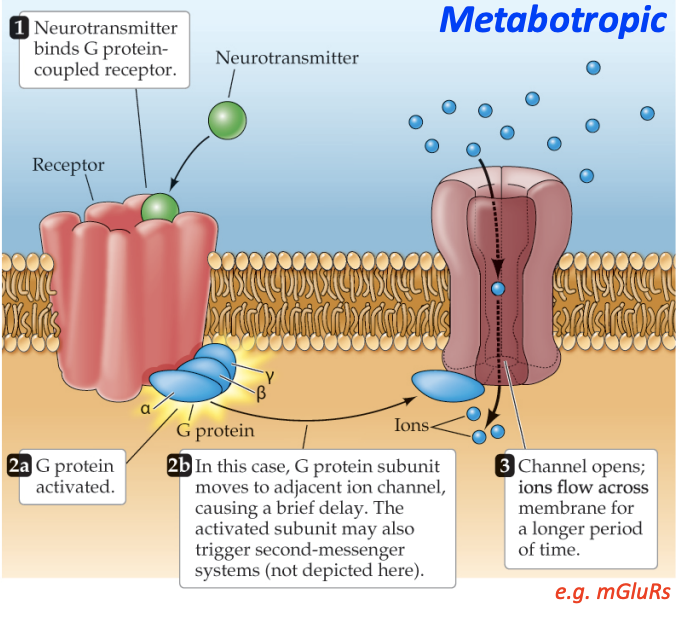 <p>indirectly let ions in, slower since there’s several steps involved, but usually result in a stronger signal (e.g. larger depolarization) due to signal amplification; more ion channels activated&nbsp;</p>