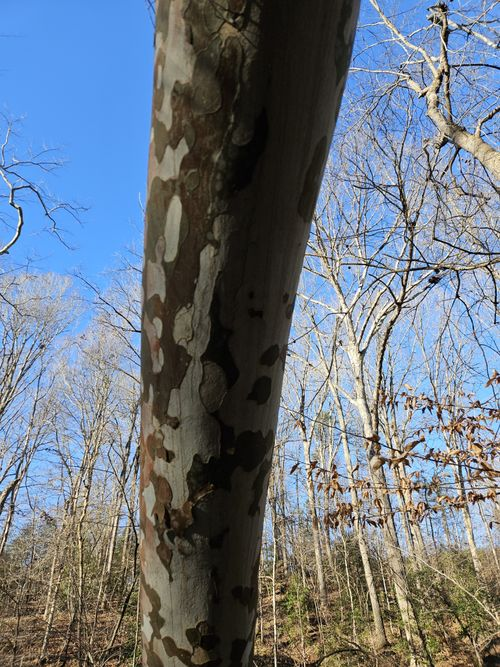 <p>distinctive bark and leaves</p>
