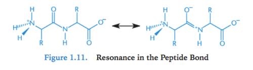 <p>- amide group have delocalizable pi electrons in carbonyl &amp; in amino nitrogen lone pair = resonance<br>- C-N bond in amide has partial double bond character</p><p>= protein backbone rotation around C-N bond restricted; makes protein more rigid (sigma bonds are not restricted)<br><br>- read from left to right (N-terminus to C-terminus)</p>