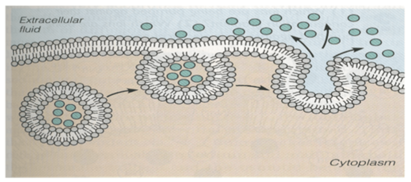 <p>What is Exocytosis? </p>