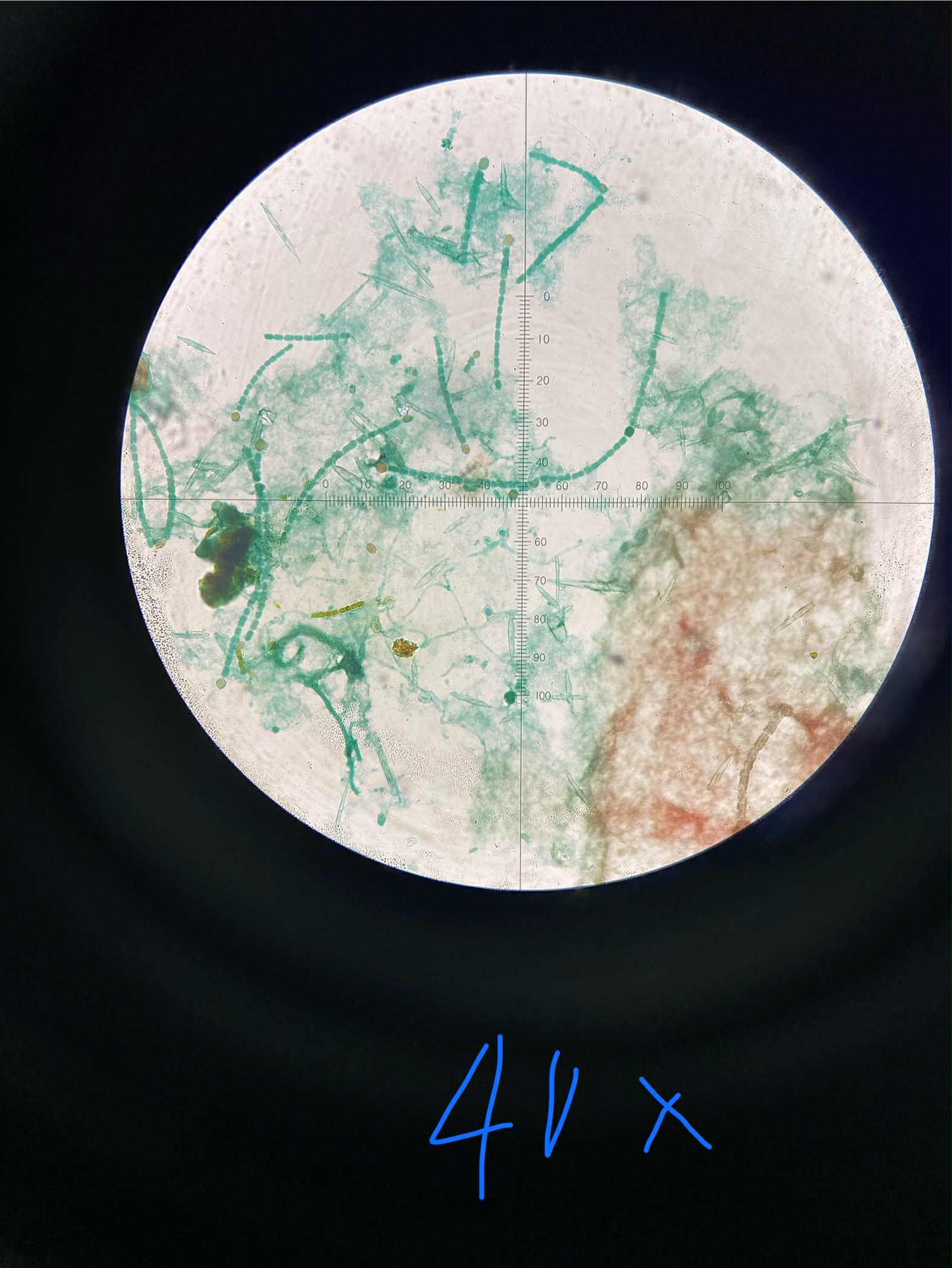 <p>specimen</p><p>phylum</p><p>color</p><p>shape</p><p>cell arrangement</p><p>motility</p><p>characteristic</p>