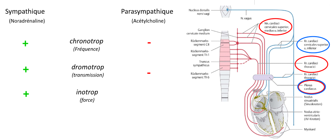 <p>Parasympathisch:</p><ul><li><p>N. vagus</p></li></ul><p>Sympathisch:</p><ul><li><p>Truncus sympathicus</p></li></ul><p>→ efferente, autonome Fasern<br>→ afferente, viszero-sensible Fasern<br>→ N. phrenicus mit afferenten Fasern</p>