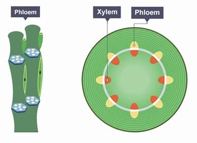 <p>Carries dissolved sucrose and amino acids from the leaves to the growing and storage parts of the plants. Transports sucrose up the plants from stores of starch e.g. in root tubes.</p>