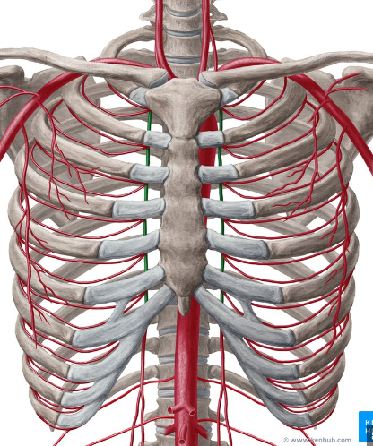 <p>What is the name of the artery labelled in green on this diagram?</p>
