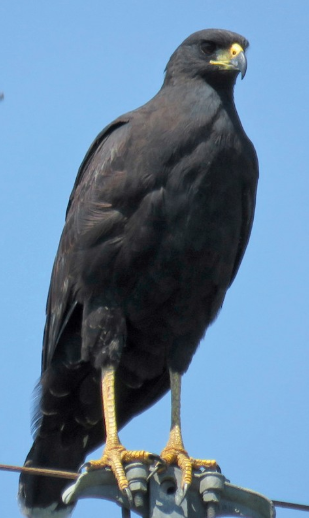 <p>What bird is this?</p>