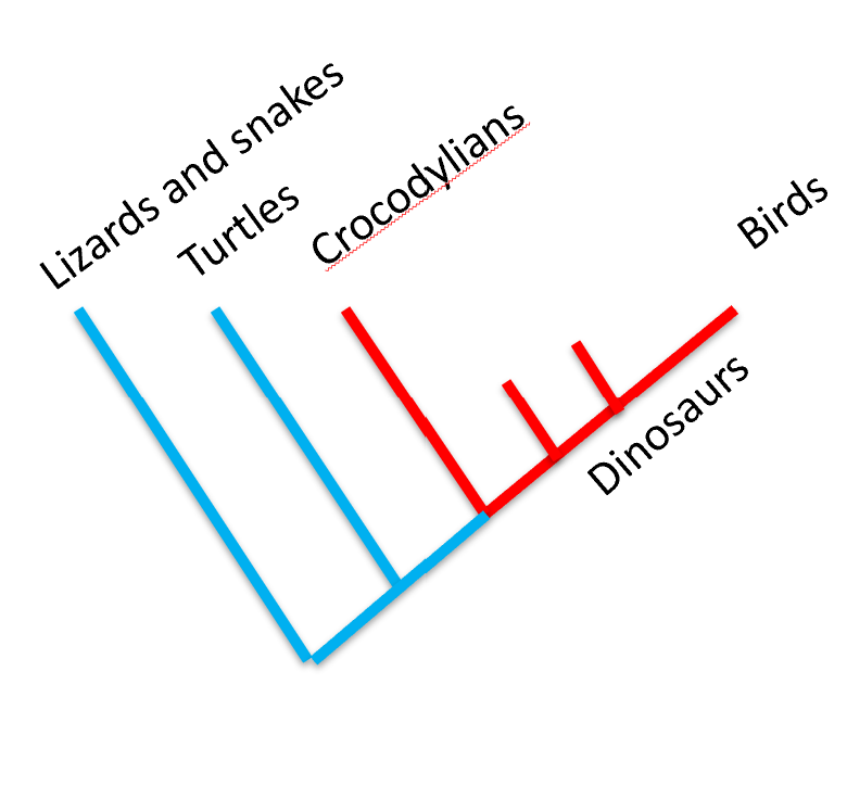 <p>Combined, your slides support that these <strong>features of birds</strong> may have evolved within non-avian dinosaurs: </p><ol><li><p class=""><strong>Feathers</strong> (Lecture 23)</p></li><li><p class=""><strong>Unidirectional airflow</strong> (Lecture 19)</p></li><li><p class=""><strong>Air sacs in skull</strong> (Lecture 19)</p></li><li><p class=""><strong>Parental care / Brooding</strong> (Lecture 19, and supported visually in Lecture 23)</p></li><li><p class=""><strong>Vocalization</strong> (Lecture 19)</p></li><li><p class=""><strong>Four-chambered heart</strong> (Lecture 19)</p></li><li><p class=""><strong>Hard-shelled eggs</strong> (Lecture 19 and Lecture 22)</p></li><li><p class=""><strong>Pigmented/colorful feathers</strong> (Lecture 23, based on melanosomes)</p><p class="">Why? </p><p class="">These features are found in both <strong>birds and crocodilians</strong>, or directly evidenced in non-avian dinosaurs (e.g., fossils of brooding <em>Oviraptor</em>, feathered <em>Anchiornis</em>). That makes them <strong>inferred ancestral traits</strong> of dinosaurs — which means they may have evolved within <strong>non-avian dinosaurs</strong>.</p></li></ol><img src="https://knowt-user-attachments.s3.amazonaws.com/c14cd623-9985-49b4-8d16-aee8d7454473.png" data-width="100%" data-align="center"><img src="https://knowt-user-attachments.s3.amazonaws.com/11cb88b4-d871-4d26-9aa4-a86bf2c26325.png" data-width="100%" data-align="center"><img src="https://knowt-user-attachments.s3.amazonaws.com/6d3691ec-0813-404b-8abf-19bba647b692.png" data-width="100%" data-align="center"><p></p>