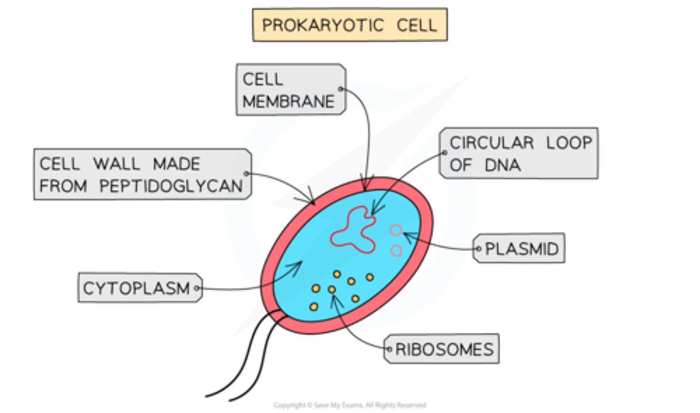 <p>- Surrounded by a cell-surface membrane and a cell wall containing murein.</p><p>- Contains cytoplasm with small (70S) ribosomes.</p><p>- Has circular DNA free in the cytoplasm, sometimes with additional plasmids.</p><p>- May have a capsule and flagella for protection and movement.</p>