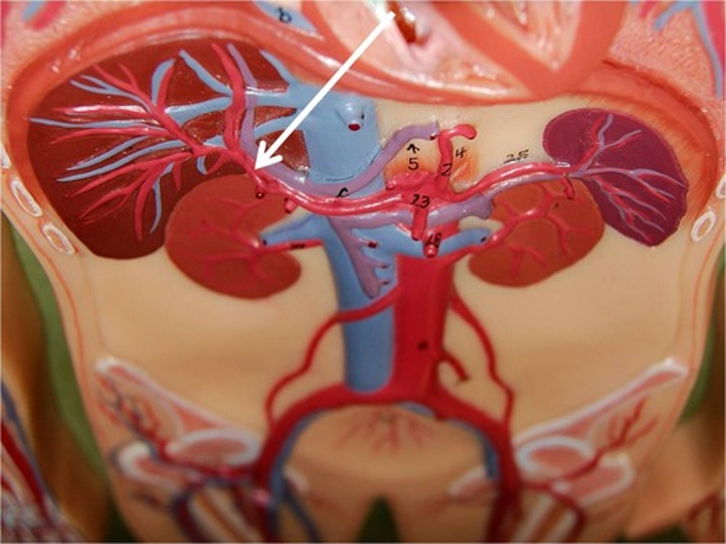 <p>It brings oxygenated blood from the aorta to the liver through a narrow vessel</p>