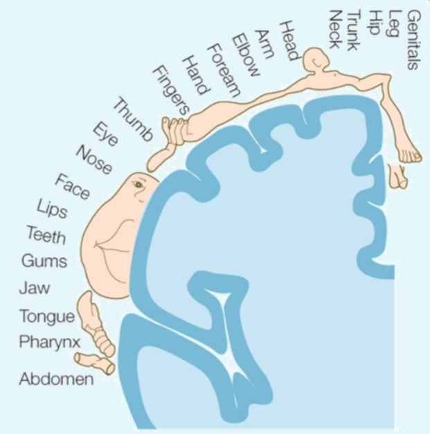 <p>Which cortex does this homunculus represent?</p>