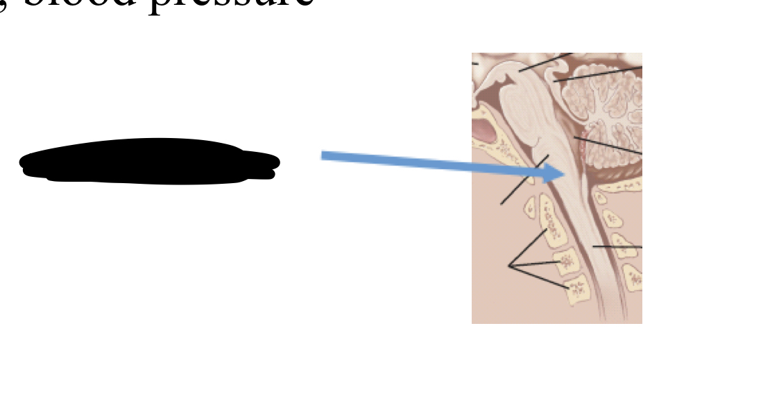 <p>medulla oblongata</p>