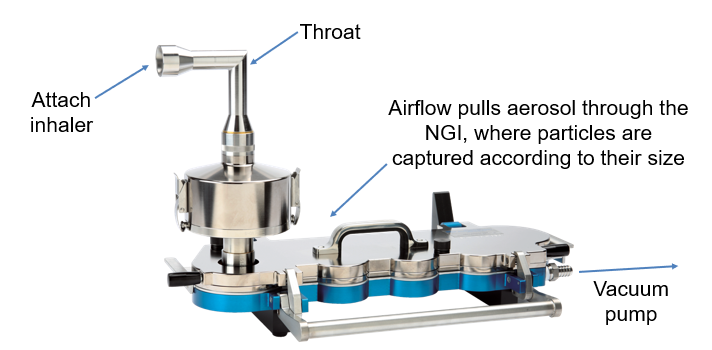 <p>Use an impactor </p><p>Spray inhaler</p><p>Into throat mimetic </p><p>particles into collecting pan with different hole sizes </p><p>smaller and smaller particles collected </p><p>Divides aerosol cloud into 8 different compartments </p><p>Wash the pans, dissolve into solvent and can measure concentration and dose distributed into lungs </p><p>ensures same particle size distribution over time/ shelf-life and over each compartment = same performance </p><p></p>