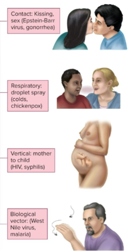 <p>transferring microbes from person to person</p>