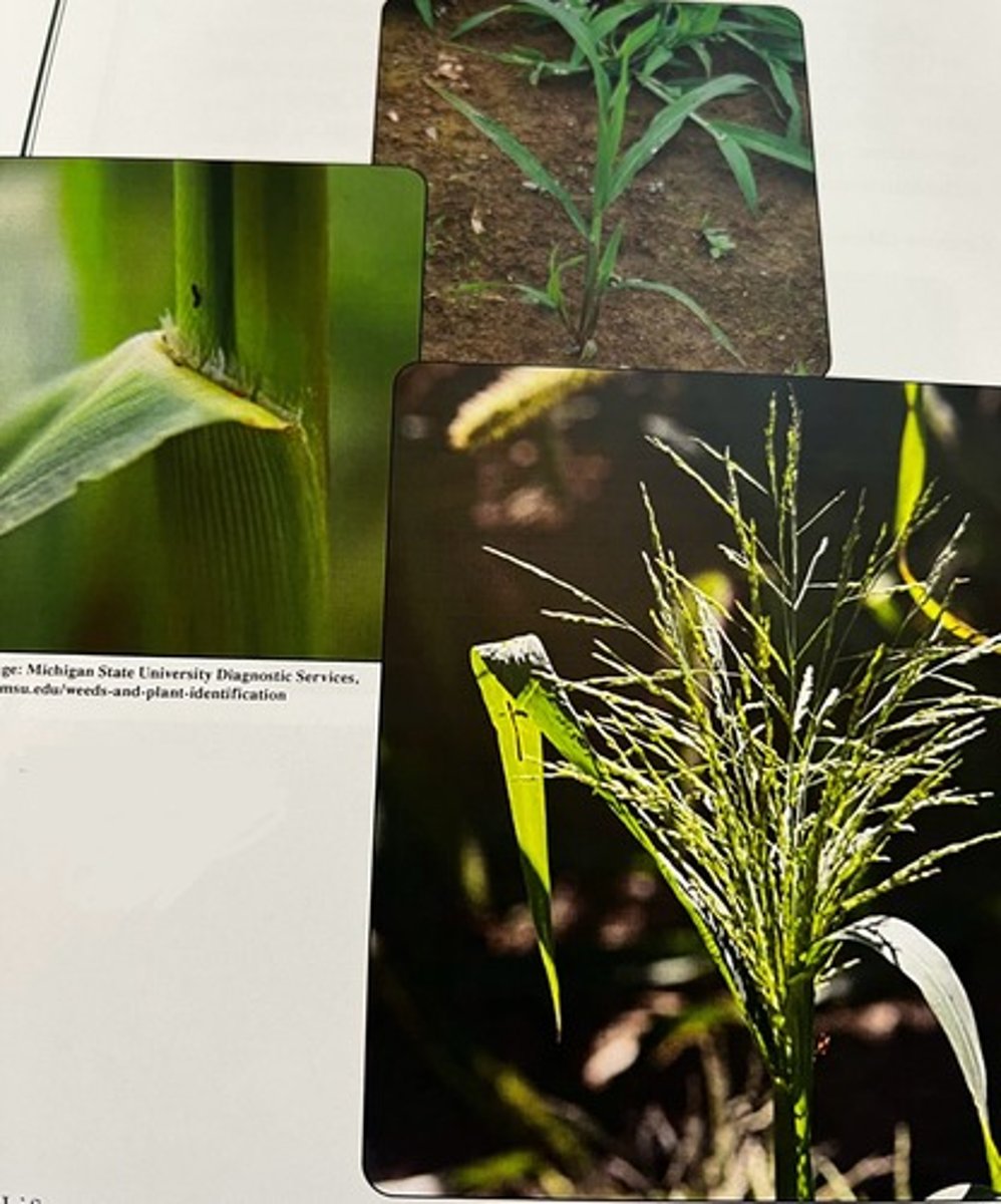 <p>What weed is this?</p>