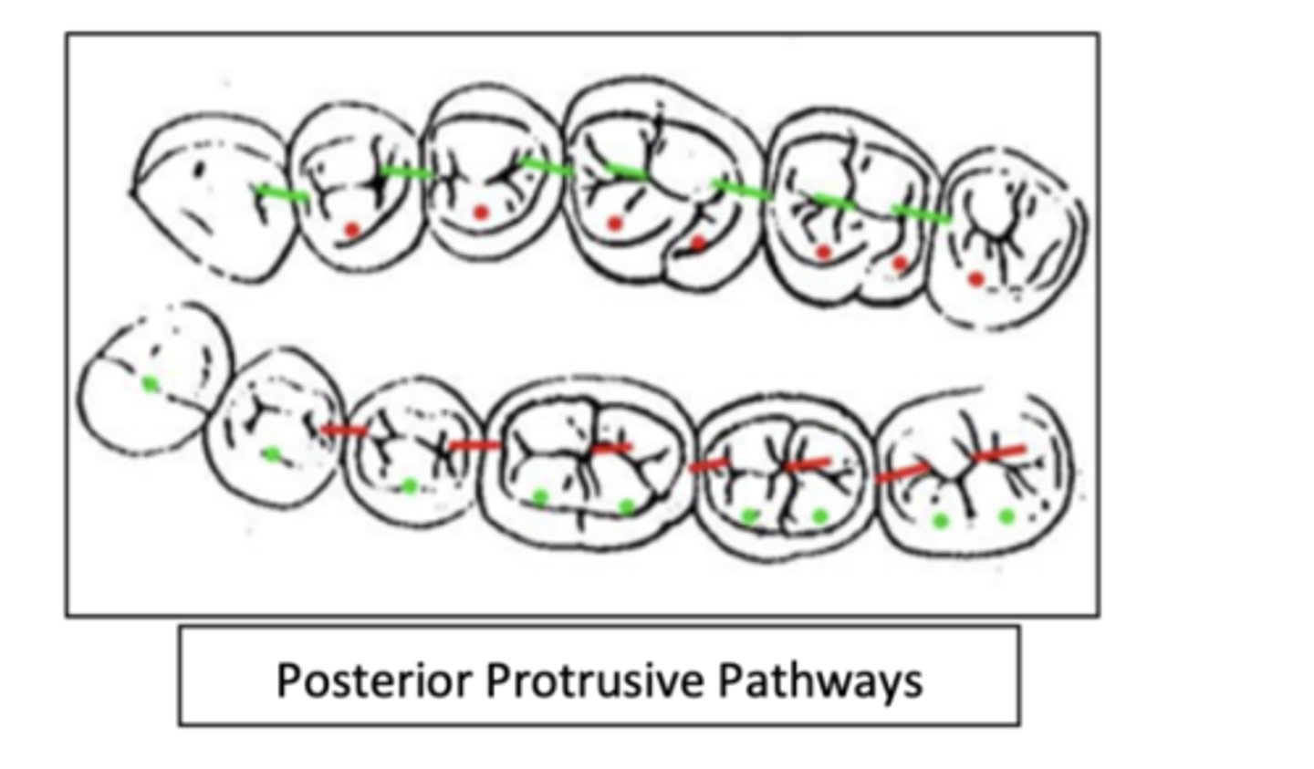 <p>mandibular centric cusps (buccal) pass anteriorly across the occlusal surfaces of the maxillary teeth</p><p>between the distal inclines of maxillary lingual cusps and mesial inclines of opposing fossa and marginal ridges</p><p>between mesial inclines of mandibular buccal cusps and distal inclines of opposing fossa and marginal edges</p>
