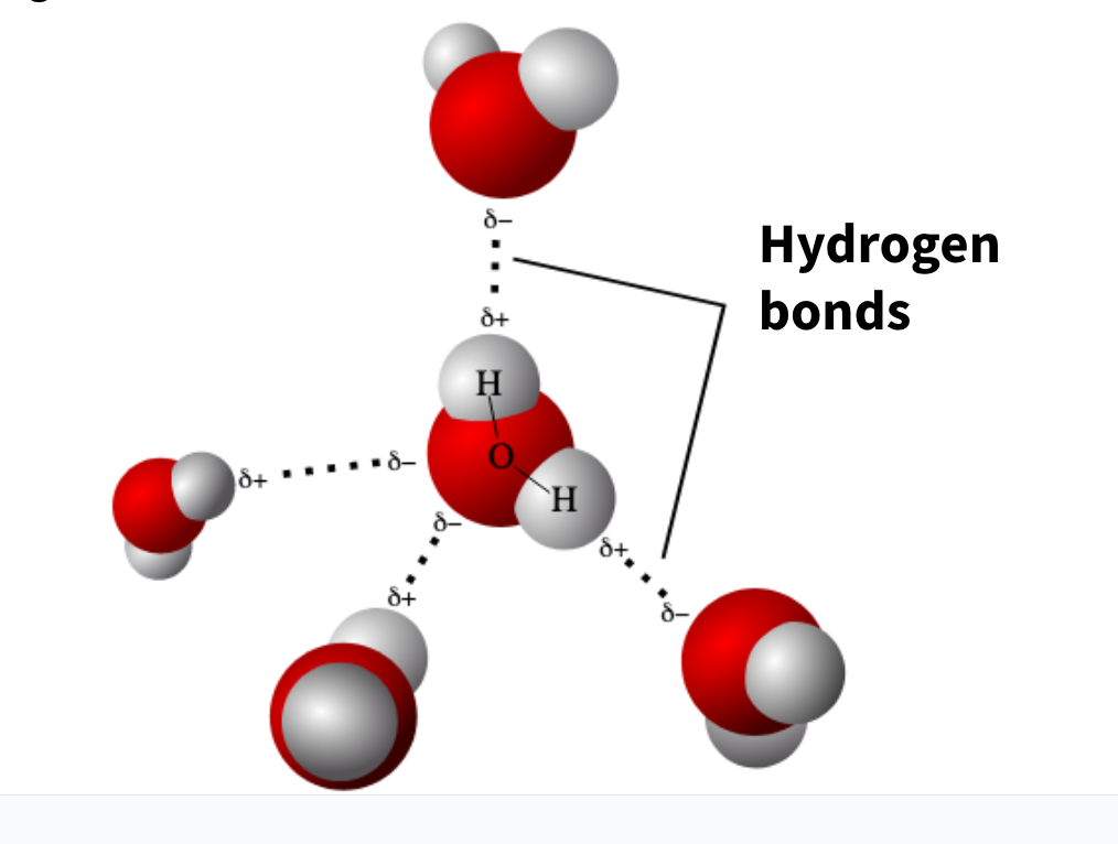 <p>Hydrogen Bond</p>