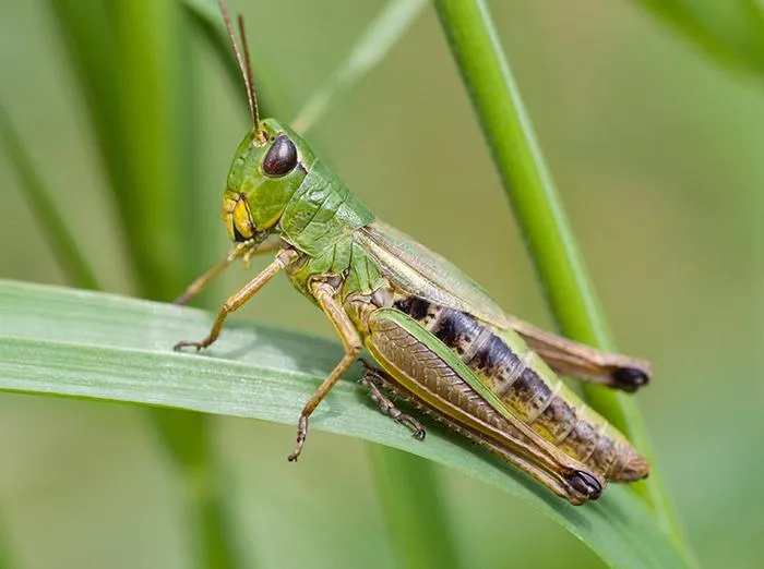 <p>Grasshoppers, Crickets, Katydids</p>