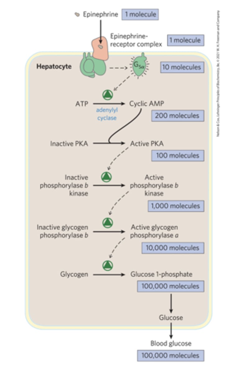 <p>each enzyme in each step can activate multiple molecules of the compound created in the next step -> repeats</p>