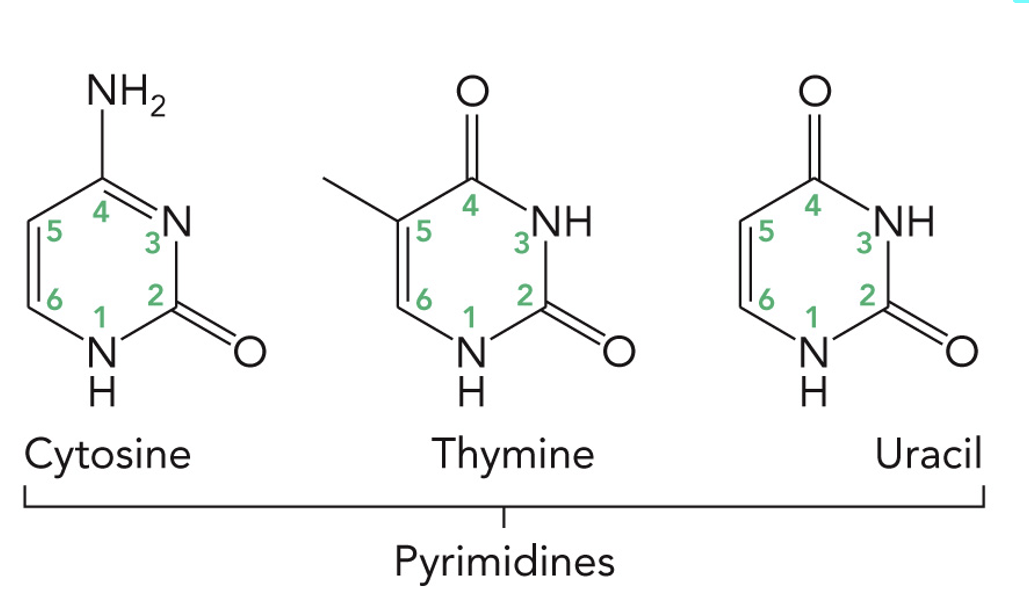<p>DNA: Cytosine and Thymine</p><p>RNA: Cytosine and Uracil </p>