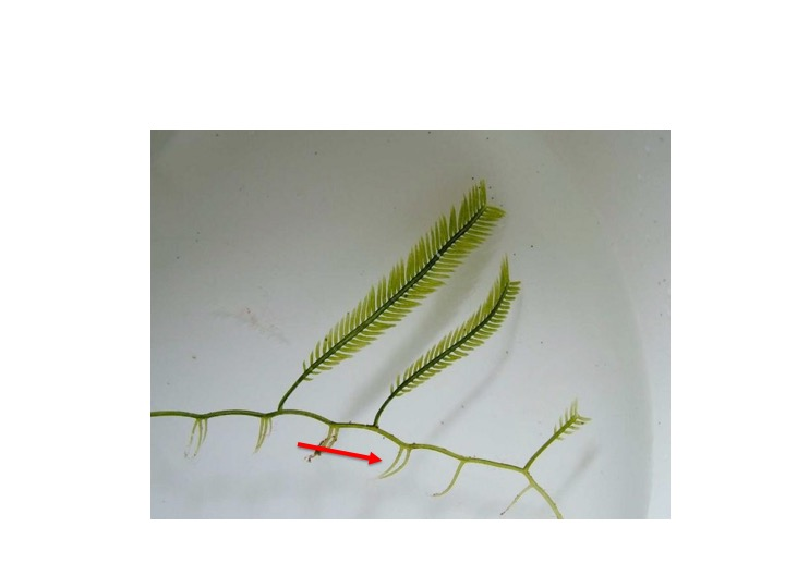 <p>What is the name of the structure indicated by the pointer?</p><p>Photosynthetic upright</p><p>Runner</p><p>Trabeculae</p><p>Rhizoid</p>