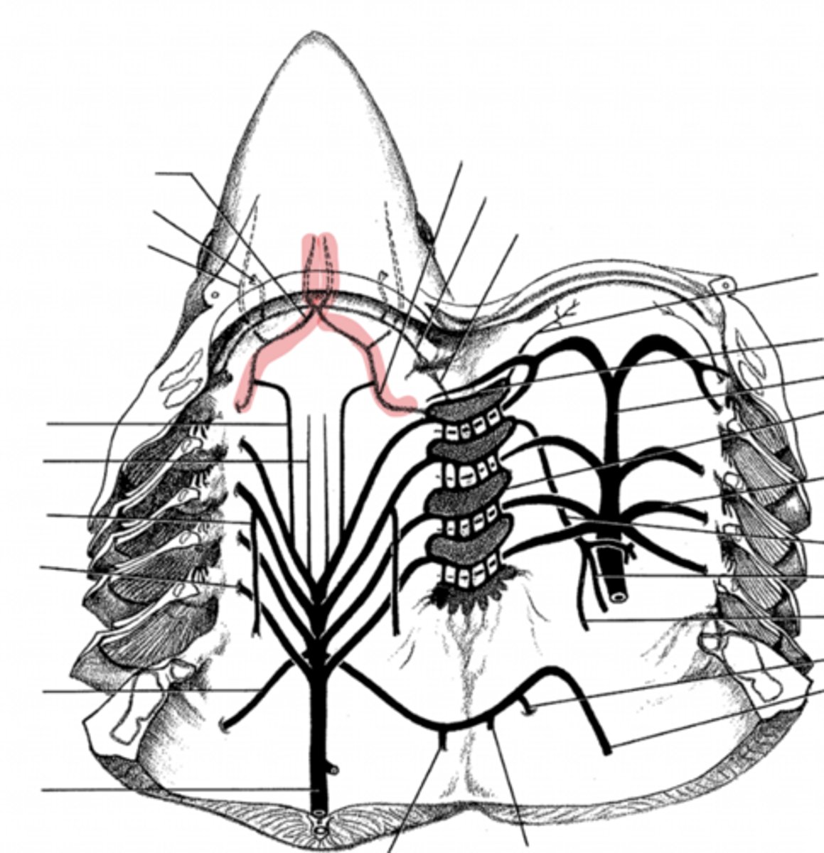 <p>what does the interal carotid artery supply blood to?</p>
