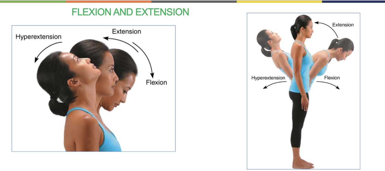 <p>-<strong>bending up</strong> (being straight) and <strong>bending down </strong>(<u>90º angle)</u></p><p>(hyper extension is bending back)</p><p><br>-at shoulder, hip, elbow, knee, wrist, and interphalangeal joints</p><p></p>