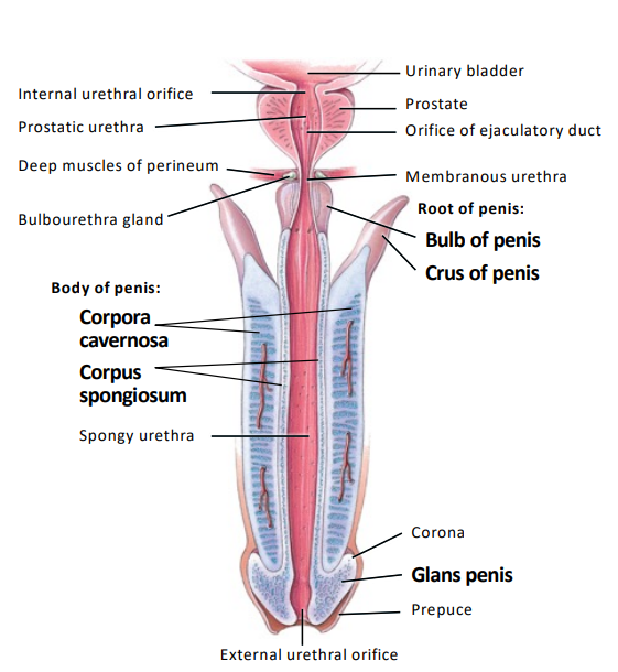 The corpus sponginosum and the corpora cavernosa.
