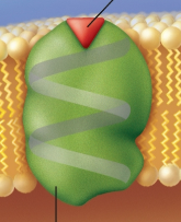 <p>Receptors</p>