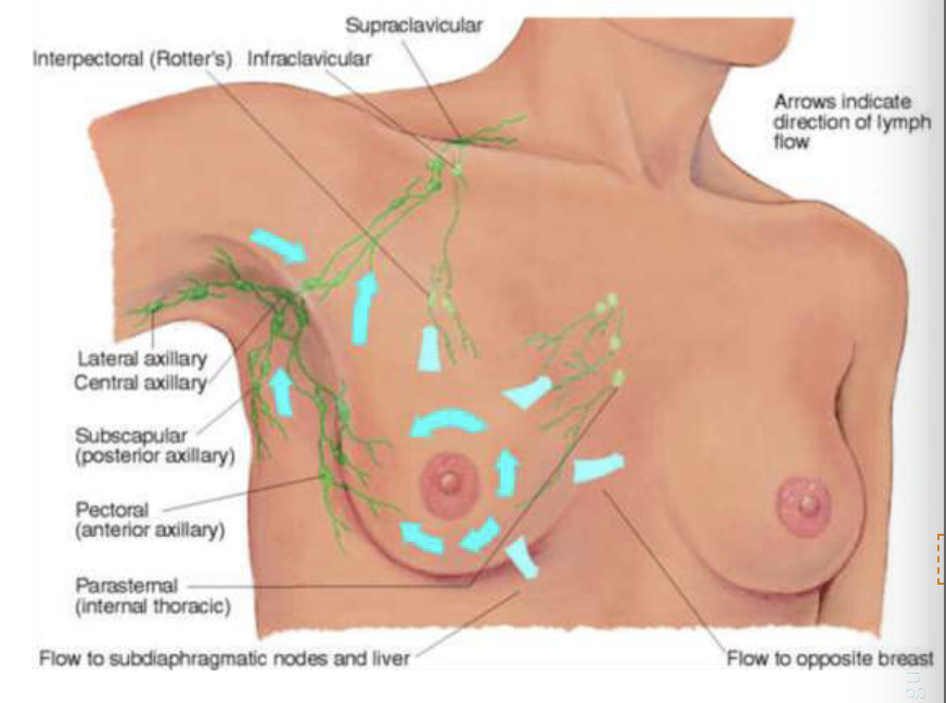 <p>Axillary nodes </p><ul><li><p>central axillary nodes</p></li><li><p>pectoral nodes </p></li><li><p>subscapular nodes</p></li><li><p>lateral axillary nodes </p></li></ul><p>Drainage patterns </p>