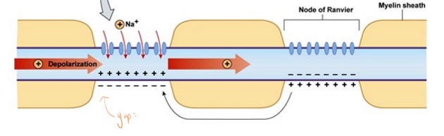 <p>What affects the speed of action potential propagation?</p>