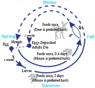 <p>e.g. Lyme disease caused by Borrelia type</p><p>deer ticks usually acquire bacteria in nymph stage from mouse, chipmunk or birds, rarely deer</p><p>tick must be usually attached to a human for 36-48 hours before the bacteria can spread</p><p>nymph tick is most likely to spread disease since it is small and more likely to go unnoticed for long periods</p><p>transmission is rare, only 1% of recognized tick bites resulting in Lyme disease</p><p>early symptoms: rash, fever, headache, lethargy</p><p>if untreated, may cause facial paralysis, joint pain, severe headaches</p><p>increased mouse densities in smaller forest fragments in Hudson River valley (likely due to lack of predators) → increased infected deer tick nymphs → increased Lyme disease</p>