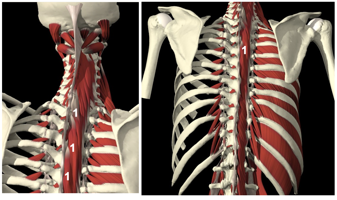 <p><em>M. semispinalis thoracis</em></p><ul><li><p><strong>VAN</strong> proc. transversus T7-T12 <strong>NAAR</strong> proc. spinosus T6-C6</p></li><li><p>rr. dorsales nn. spinales</p></li><li><p><strong>unilaterale contractie (</strong>lateroflexie thoracale wz) en <strong>bilaterale contractie (</strong>retroflexie thoracale wz)</p></li></ul><p></p>