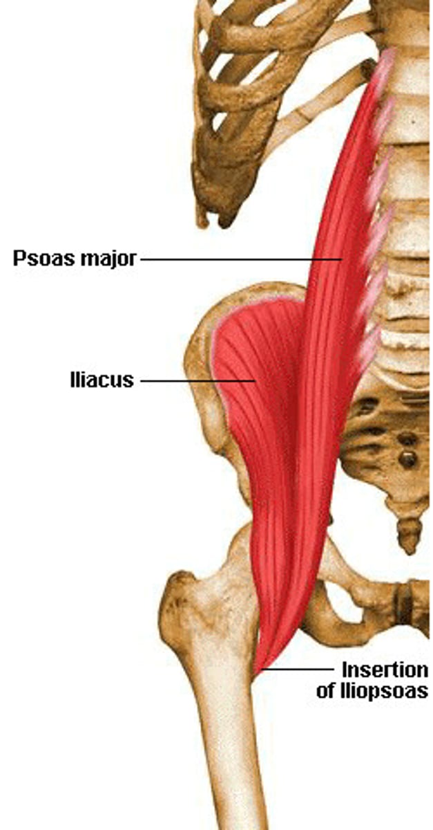 <p>Flex trunk at hip joint, flex thigh; lateral flexion of vertebral column (psoas)</p>