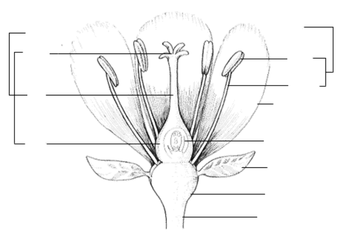 <p>parts of a flower</p>