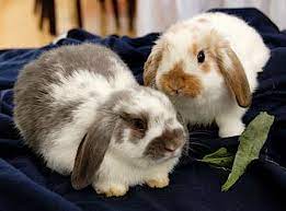 Rabbit