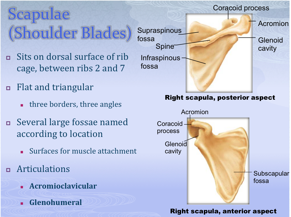<p>Scapula (Shoulder Blade)</p>