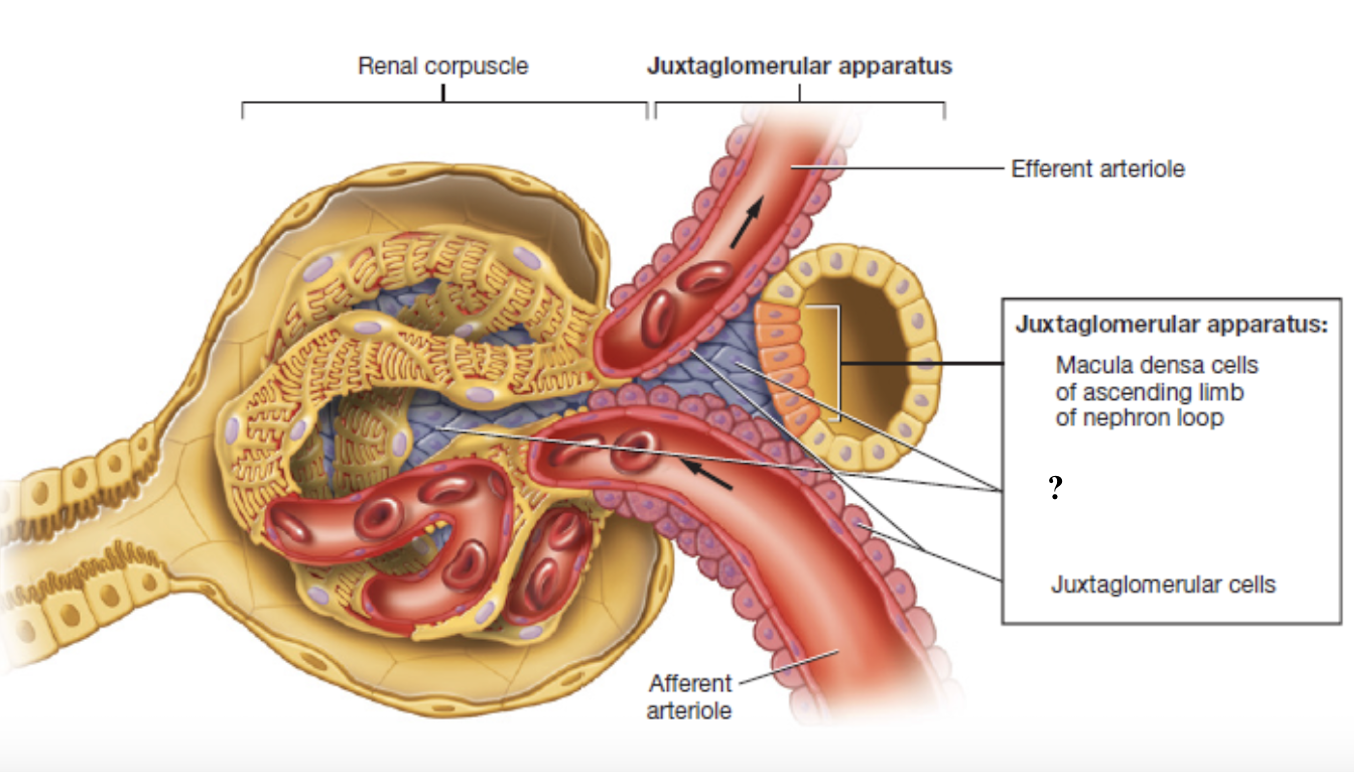 <p>cells located within the glomerulus and between the afferent and effferent arterioles </p><ul><li><p>give structural support and contract or relax to change surface area available for filtration </p></li><li><p>indirectly affect the glomerular filtration rate </p></li></ul><p></p>