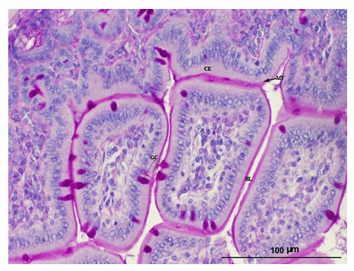 <ul><li><p>Samples embedded in paraffin to slice thin sections </p></li><li><p>This is a stained (with PAS)&nbsp; small intestine section of a mouse&nbsp;</p></li><li><p>Observations:</p><ul><li><p>Surface columnar epithelial cells form a single, even row.</p></li><li><p>Nuclei or intestinal cells are stained blue&nbsp;</p></li><li><p>Magenta cells are specialized goblet cells (GC)&nbsp;</p></li><li><p>They stain strong as they’re right in polysaccharides and glycogen</p></li><li><p>Microvilli cover the main&nbsp;columnar epithelial cells</p></li></ul></li></ul><p></p>