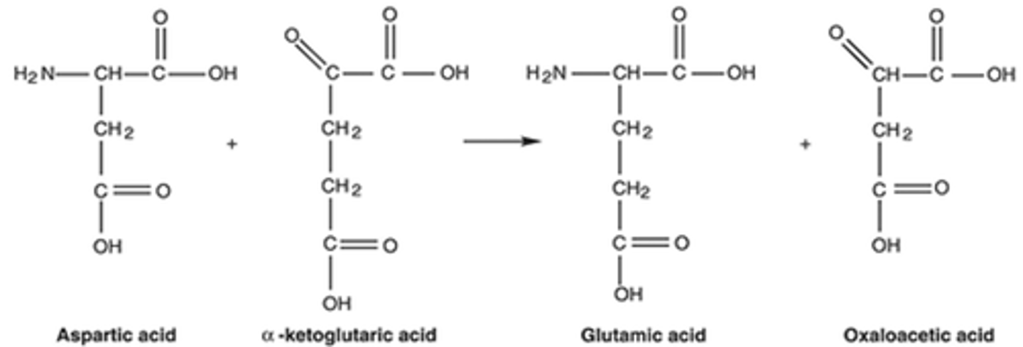 <p>B) transamination</p>