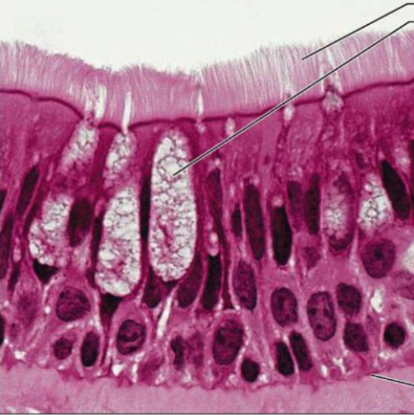 <p>Secretion, particularly mucus, propulsion of mucus by ciliary action (respiratory system, like the hairs in your nose catching dust particles, basically snot.) </p><p>Notice the fuzzy hair on the image, literally the hair that would be in your nose. hair=cillia</p>