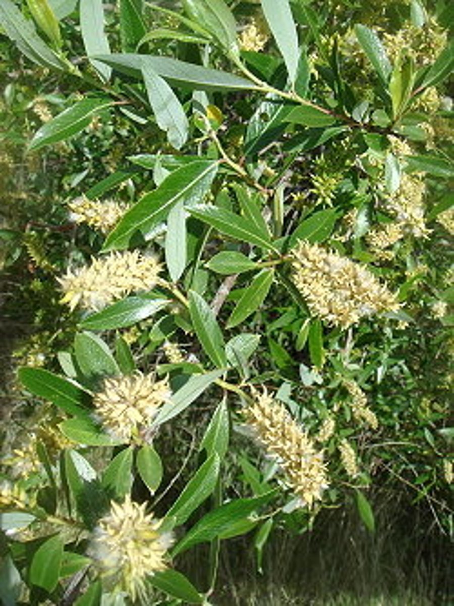 <p>Arroyo willow</p>