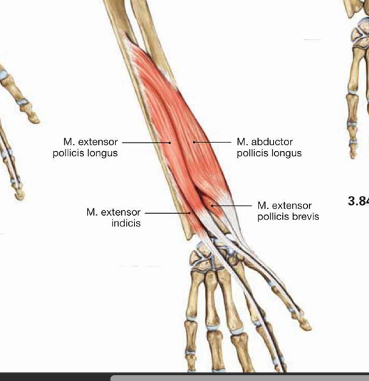 <p>m.supinator</p><p>m.abductor pollicis longus</p><p>m.extensor pollicis llongus</p><p>m.extensor pollicis brevis</p><p>m.extensor indicis</p>