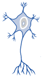 <p>motor. single axon with many dendrites. most common neurons and vary greatly in shape.</p>