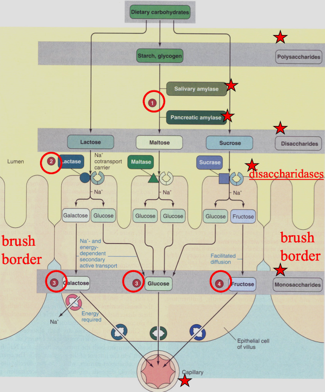 <ol><li><p>Dietary polysaccharides starch and glycogen converted to disaccharide maltose</p></li><li><p>maltose, lactose, and sucrose converted to their respective monosaccharides (glucose, lactose, and fructose) by lactase, maltase, and sucrase. Molecules enter cell by Na+ and energy dependent secondary active transport</p></li><li><p>Glucose and galactose enter the blood down their concentration gradients by passive carriers</p></li><li><p>Fructose enters blood by facilitated diffusion</p></li></ol><p></p>
