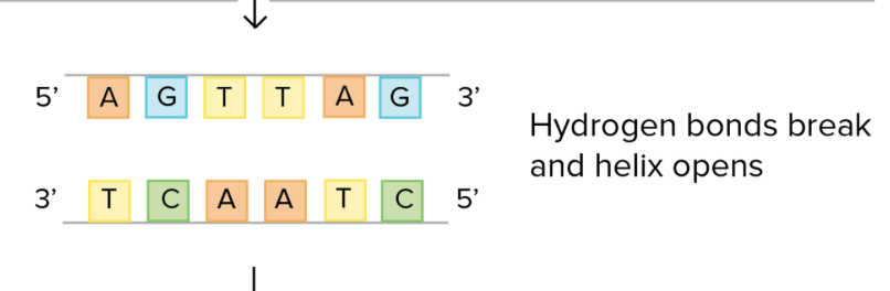 <p>DNA helix unwinds — two strands separate (unzip)</p>