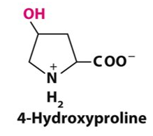 <p>Contains a hydroxyl group</p><p>It is needed for the structure of collagen</p><p>Proline is converted to 4-hydroxyproline after collagen has been synthesized</p>