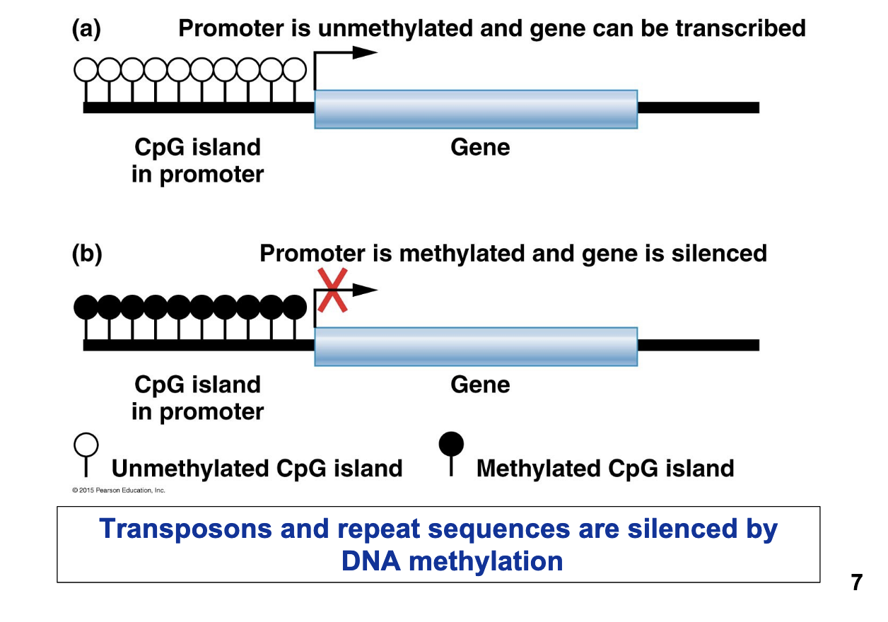 <p>DNA methylation</p>