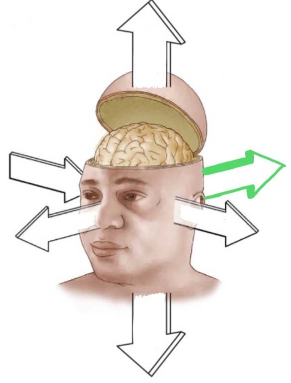<p>Behind the face.</p>