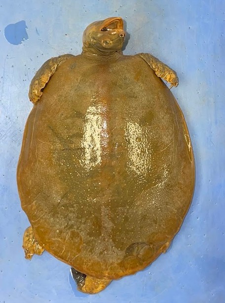 <p>Soft shell turtle</p><p>Elongates snout</p><p>Shell covered with leathery skin</p><p>Dorsoventrally flattened shell</p><p>Webbed feet</p>